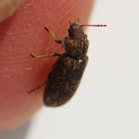 Image of deathwatch beetle, credit Galerie du Monde des Insectes