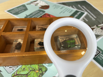 The Great Victory Bug Hunt