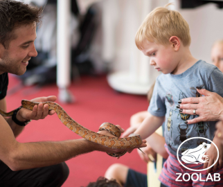 Little boy touching a red snake being held by a Zoolab presenter