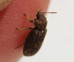 Image of deathwatch beetle, credit Galerie du Monde des Insectes