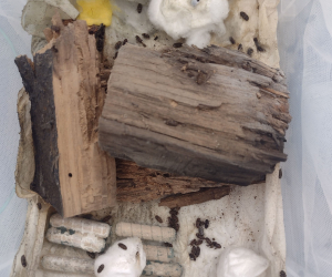 Deathwatch Beetles in Habitat