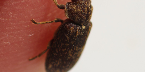 Image of deathwatch beetle, credit Galerie du Monde des Insectes