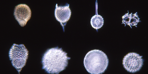 Multiple diatoms
