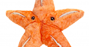 starfish plush toy